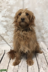 Mini Goldendoodle Stud Listing Image