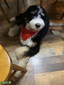 Tri color male bernadoodle Listing Image