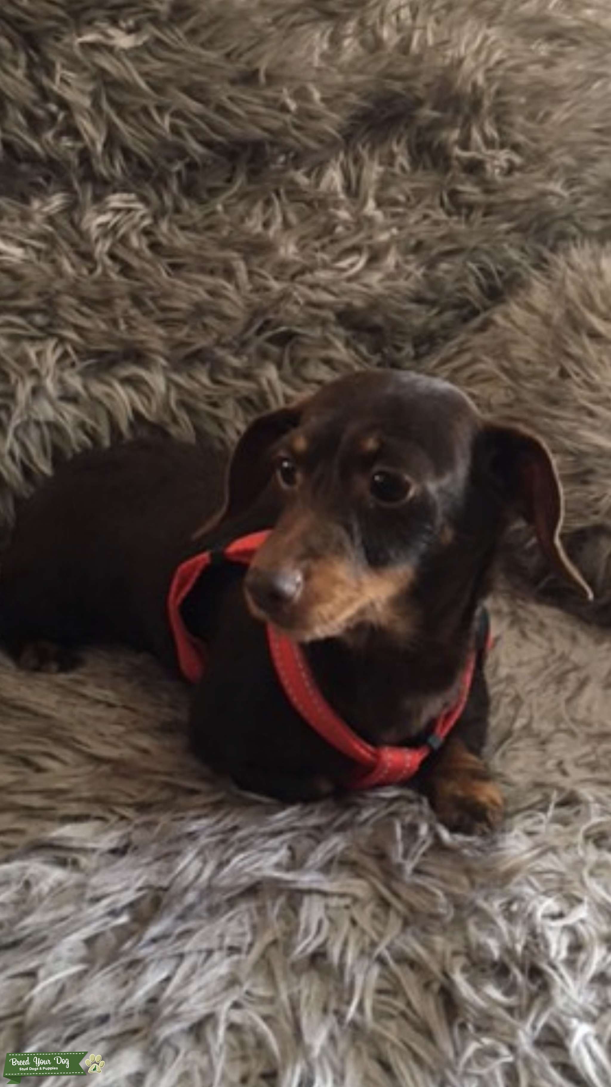 Looking for a mini dachshund stud Stud Dog South west Breed Your Dog