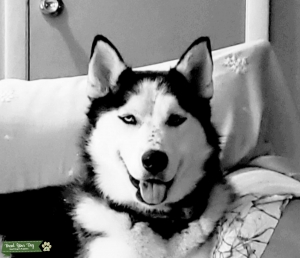 Siberian Husky black and white saddleback Listing Image