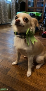 Long hair cream Chihuahua  Listing Image