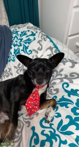 Stud looking for a Boo Listing Image