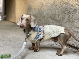 Isabella short haired dachshund  Listing Image