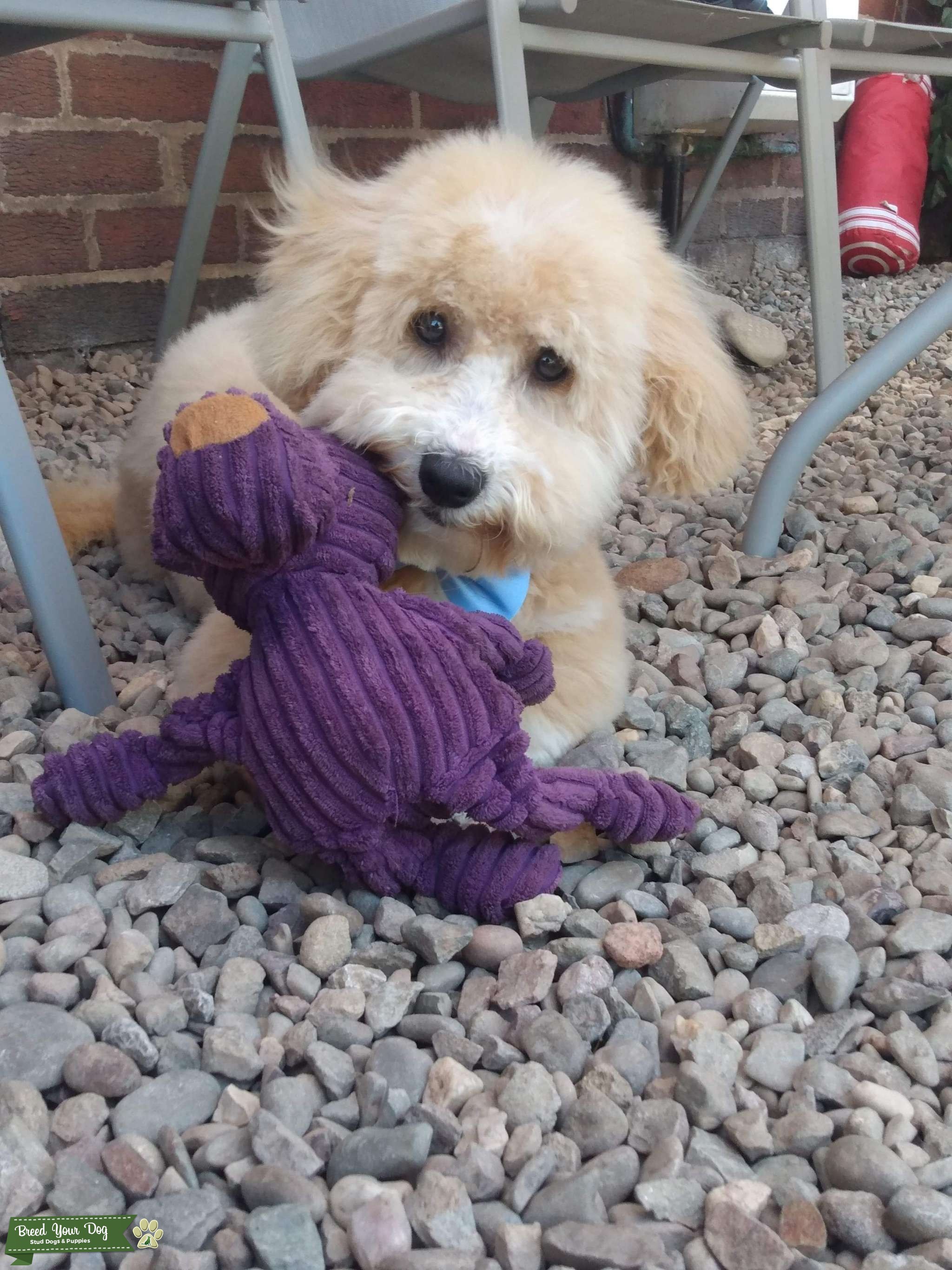 Poochon STUD Stud Dog in Wrexham, the United States Breed Your Dog