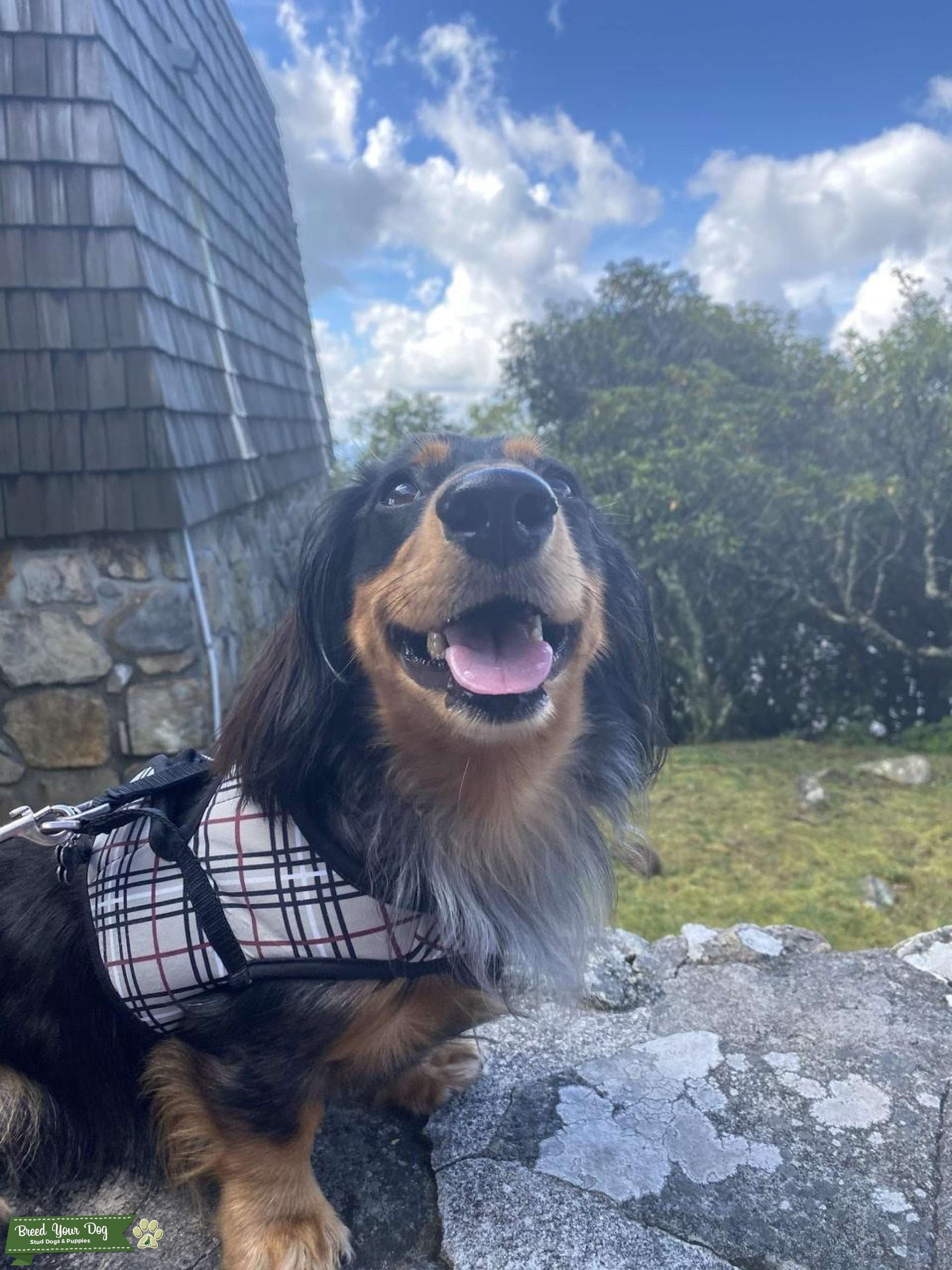 Stud Dog - Blue Merle longhair miniature dachshund - Breed Your Dog