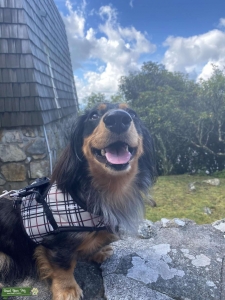 Blue Merle longhair miniature dachshund Listing Image
