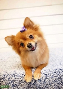 Daisy is looking for a stud  Listing Image