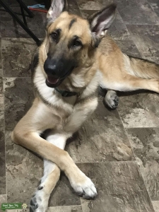German shepherd  Listing Image