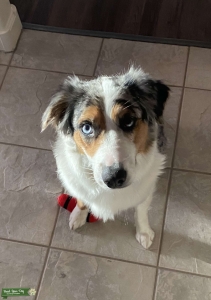Australian Shepherd Standard Listing Image