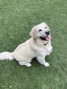 English Cream Retriever  Listing Image