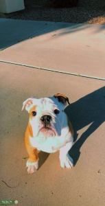 English Bulldog Pure Bread Listing Image