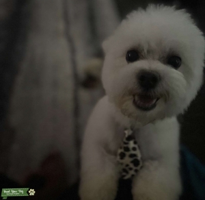 Male Maltese Stud available  Listing Image