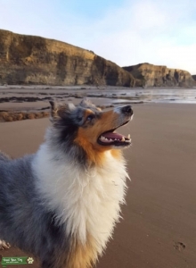 Blue Merle Rough Collie Listing Image