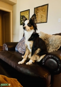Toy Australian Shepherd Listing Image