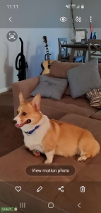 Pembroke Welsh Corgi Listing Image