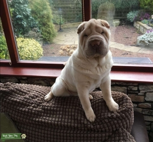 shar pei stud dog
