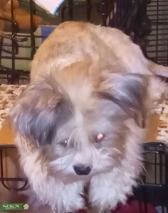Small mix breed looking to help Listing Image