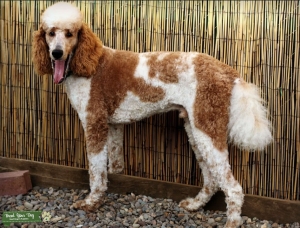 Red Parti Standard Poodle  Listing Image