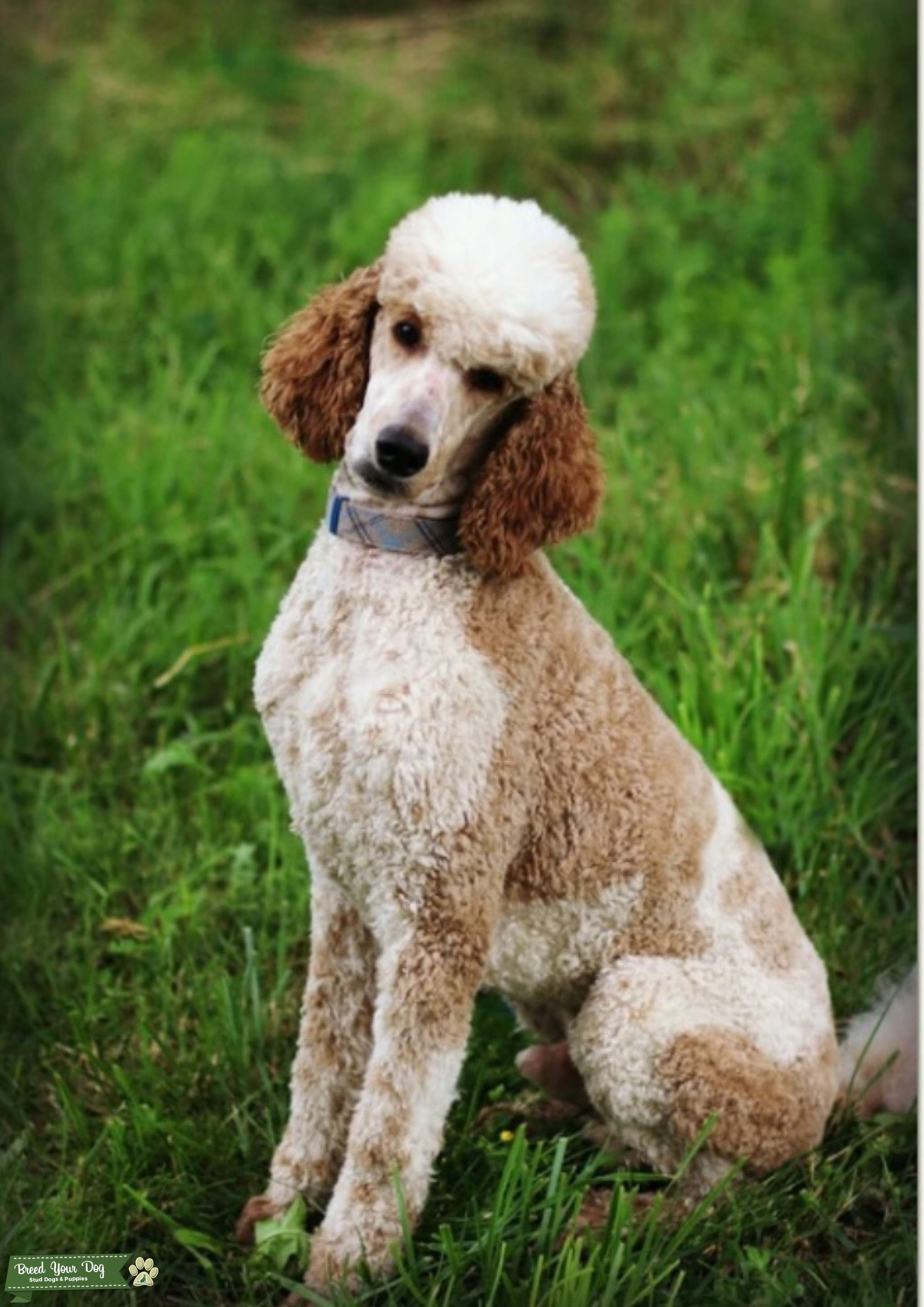 Red Parti Standard Poodle Stud Dog in Eagle Creek Oregon , the United States Breed Your Dog