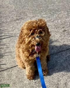 Mini Goldendoodle: Amazing Genetic tested F2 1 year old Male Listing Image
