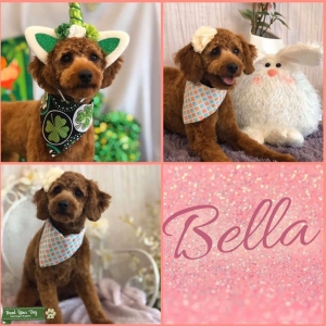 F1B goldendoodle. 16 lbs female  Listing Image