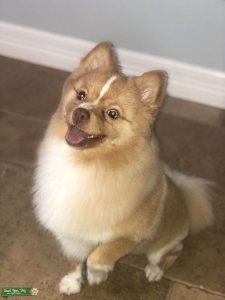 Teddy is Ready to Stud! Listing Image