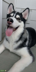 Black and white, Brown-eyed, handsome 8 month old Siberian Husky Stud Listing Image