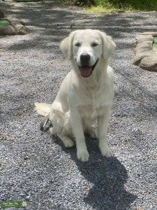 English Cream Retriever Listing Image