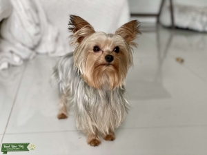 Teacup Yorkie  Listing Image