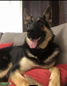 german shepherd stud dog near me