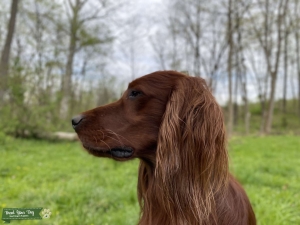 Irish Red Setter Stud Listing Image