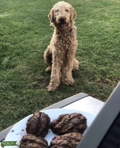 F1 Standard Goldendoodle for Stud Listing Image