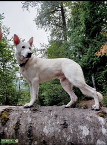 white german shepard  Listing Image