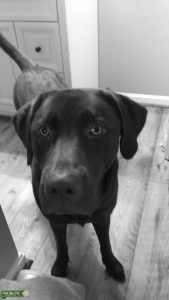 Choclate LAb Listing Image