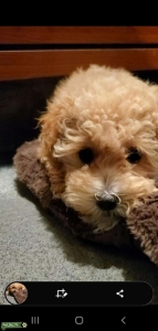 Looking for Stud dog Listing Image
