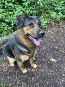 Euro Mountain Sheparnese (Bernese & German Shepard) male looking to stud Listing Image