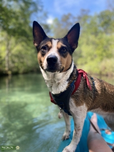 Female Australian cattle dog, looking for a stud  Listing Image