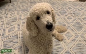 Golden doodle F1B  stud dog  Listing Image