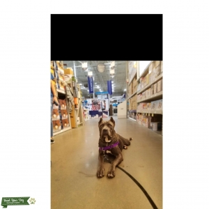 Beautiful ICCF female cane corso Listing Image