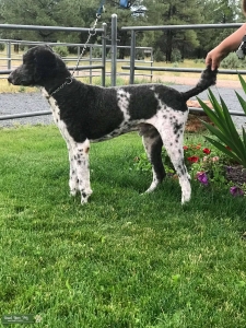 Black and White Parti Poodle Listing Image