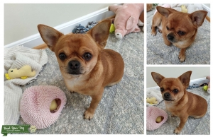 Chihuahua - Male - Tan Color Listing Image