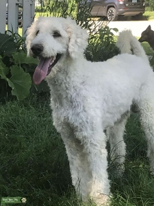 Goldendoodle Stud Listing Image