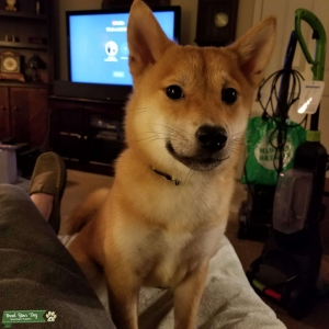 1 year old shiba Inu red sesame  Listing Image