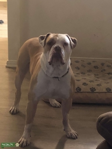 Looking for a female to stud my dog with  Listing Image
