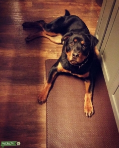 German Rottweiler  Listing Image