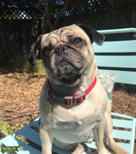 Pug Listing Image
