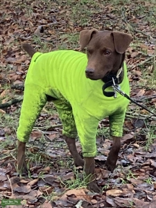 Red/Chocolate Patterdale for Stud Listing Image