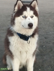 Red Wooly Husky stud Listing Image