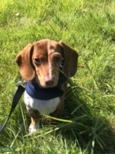 dapple mini dachshund  Listing Image