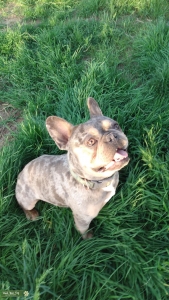 6 puppy avg. AKC Blue/Merle w/ Tan points French bulldog Stud *Stud Service* Listing Image